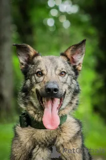 Дополнительные фото: Молодой пес Спарки ищет семью.