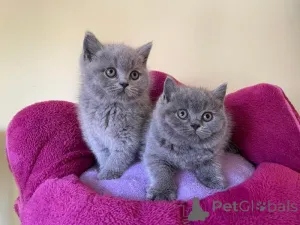 Фото №1. британская короткошёрстная - купить в Cölbe за 32468₽. Объявление №172318