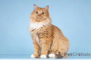 Фото №3. Кошечка Дюймовочка ищет доброе сердце.. Россия