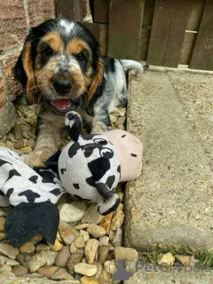 Фото №1.  - купить в Aalter за 44934₽. Объявление №161152