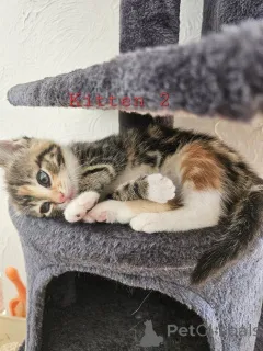 Дополнительные фото: Maine-Coon-Mix-Kätzchen