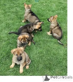 Фото №1. немецкая овчарка - купить в Хагенбах за 32468₽. Объявление №147588