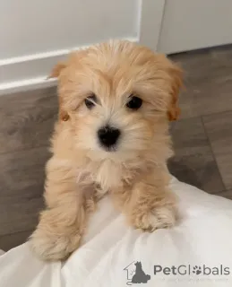 Фото №3. ПЕРЕД СООБЩЕНИЕМ, ПОЖАЛУЙСТА, ПРОЧИТАЙТЕ - Убедитесь, что вы уже обсудили это со.  США