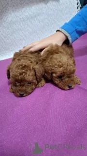 Фото №4. Продажа пуделя (той) в Белграде заводчик - цена договорная