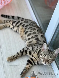 Фото №2 к объявлению №163943 о продаже бенгальская - купить в Грузии из питомника, заводчик