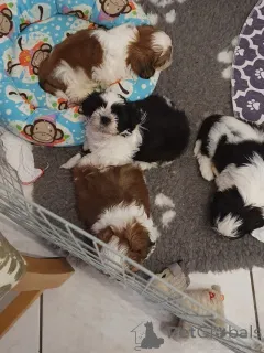 Фото №1. ши-тцу - купить в Дудельдорф за договорная. Объявление №162388