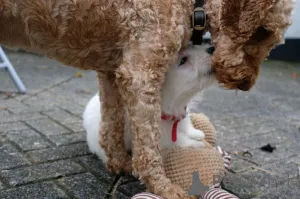 Дополнительные фото: Потрясающие щенки вест-хайленд-терьера