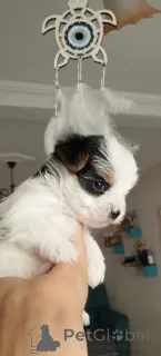 Фото №1. бивер-йоркширский терьер - купить в Баликесир за 53921₽. Объявление №156722