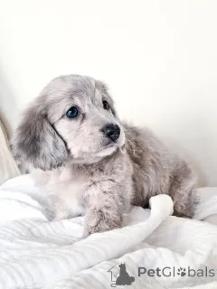 Фото №3. Mini Dachshund Puppy доступен сладкий и игривый!.  Германия