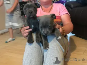 Дополнительные фото: Щенки стаффордширского бультерьера