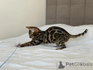 Дополнительные фото: Шикарный Бенгальский мальчик в разведение