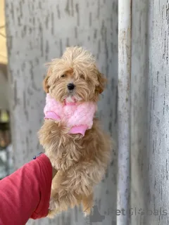 Дополнительные фото: Мальтипу