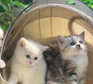 Фото №2 к объявлению №161181 о продаже манчкин - купить в Германии заводчик