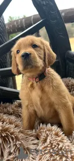 Фото №3. Золотой ретривер Уэлпен Зур Усыновление Верфюгбар.  Германия