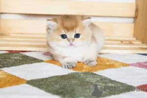 Фото №3. Доступны британские короткошерстные котята TICA Reg. Великобритания