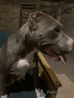 Дополнительные фото: Питбультерьер