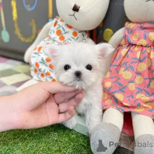 Фото №3. Maltese puppy looking for a loving home! Игривый, нежный и гипоаллергенный.  Бельгия