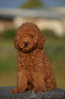 Дополнительные фото: Карликовая пудель