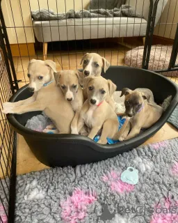 Фото №1. уиппет - купить в Гамбург за договорная. Объявление №164982