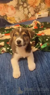 Фото №1. беспородная - купить в Москве реке за Бесплатно. Объявление №153727