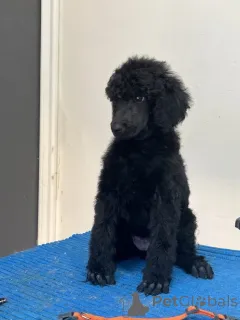 Дополнительные фото: Стандартный пудель