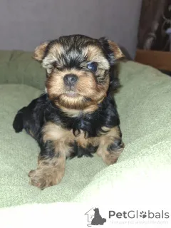 Дополнительные фото: Чистокровные щенки Йоркширского Терьера.