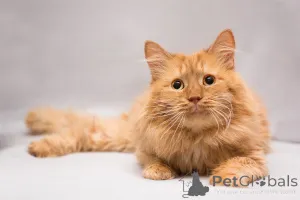 Фото №4. Продам  в Москве реке частное объявление - цена Бесплатно