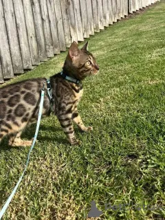 Фото №1. бенгальская - купить в Умео за 69575₽. Объявление №153217