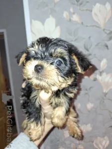 Фото №3. Обаятельные щенки Йоркширского Терьера.  Латвия