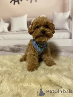 Фото №4. Продажа беспородную в Берлине частное объявление, заводчик - цена 111320₽