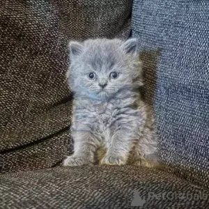 Фото №3. Великолепный помет британских короткошерстных котят доступен для вас. Великобритания