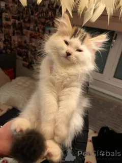 Фото №1. сибирская - купить в Грузия за 62908₽. Объявление №161385