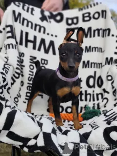 Дополнительные фото: Щенки цвергпинчера