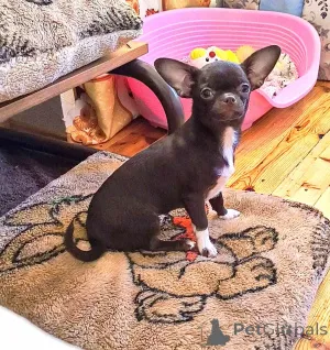 Фото №2 к объявлению №166046 о продаже чихуахуа - купить в Беларуси частное объявление