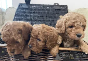 Фото №1. кинг-чарльз-спаниель - купить в Берлине за 34324₽. Объявление №148559