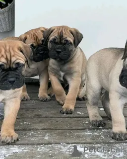 Фото №2 к объявлению №139055 о продаже бультерьера - купить в Германии частное объявление, заводчик