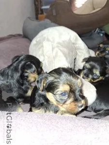 Дополнительные фото: Чистокровные щенки Йоркширского Терьера
