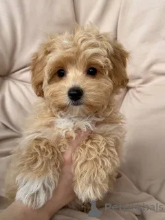 Фото №4. Продажа  в Берлине заводчик - цена 139151₽