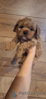 Дополнительные фото: Юлия Кожухар