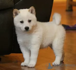 Фото №3. Beautiful shiba inu.  Болгария