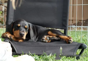 Дополнительные фото: Чистый черный и загар Doberman Pup для нового дома