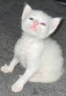 Фото №2 к объявлению №161080 о продаже турецкая ангора - купить в Финляндии частное объявление, заводчик