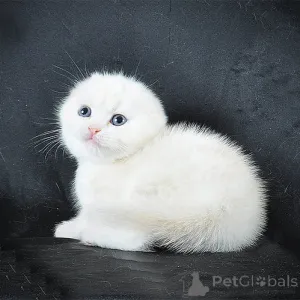 Фото №2 к объявлению №143913 о продаже шотландская вислоухая (скоттиш фолд) - купить в Германии 