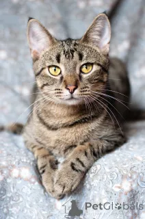 Дополнительные фото: Рассудительный красавчик Юникс