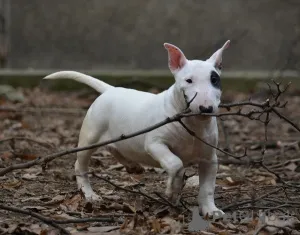 Дополнительные фото: Мини-бультерьер