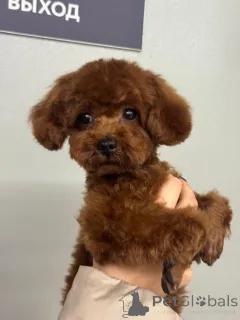 Фото №4. Продажа пуделя (карликового) в Краснодаре  - цена 280000₽