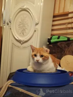 Фото №2 к объявлению №162994 о продаже  - купить в России частное объявление