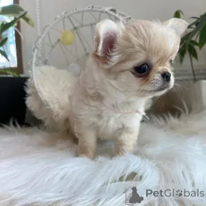 Фото №2 к объявлению №151222 о продаже чихуахуа - купить в Германии частное объявление