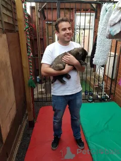 Дополнительные фото: Щенки кавказской овчарки