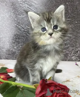 Фото №2 к объявлению №163327 о продаже мейн-кун - купить в Германии 